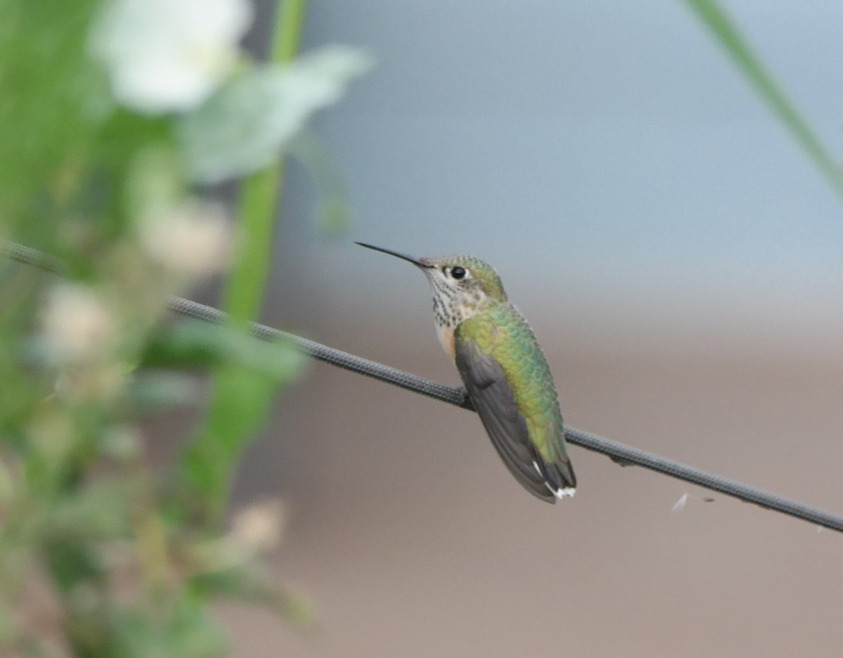 Calliope Hummingbird - ML113160981