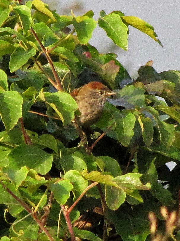 Sooty-fronted Spinetail - ML113164831