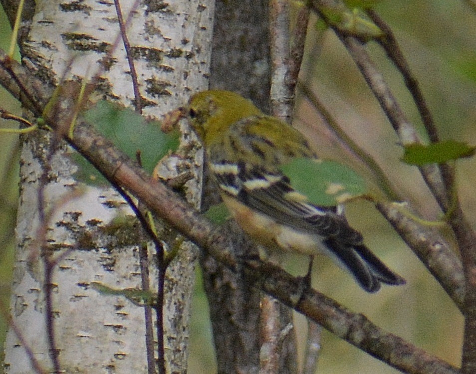 Bay-breasted Warbler - ML113165731