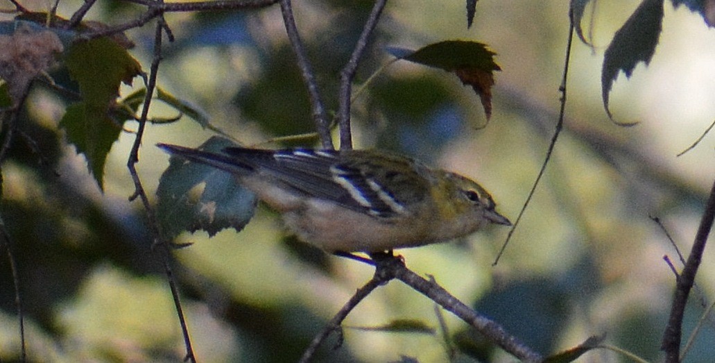 Bay-breasted Warbler - ML113166781