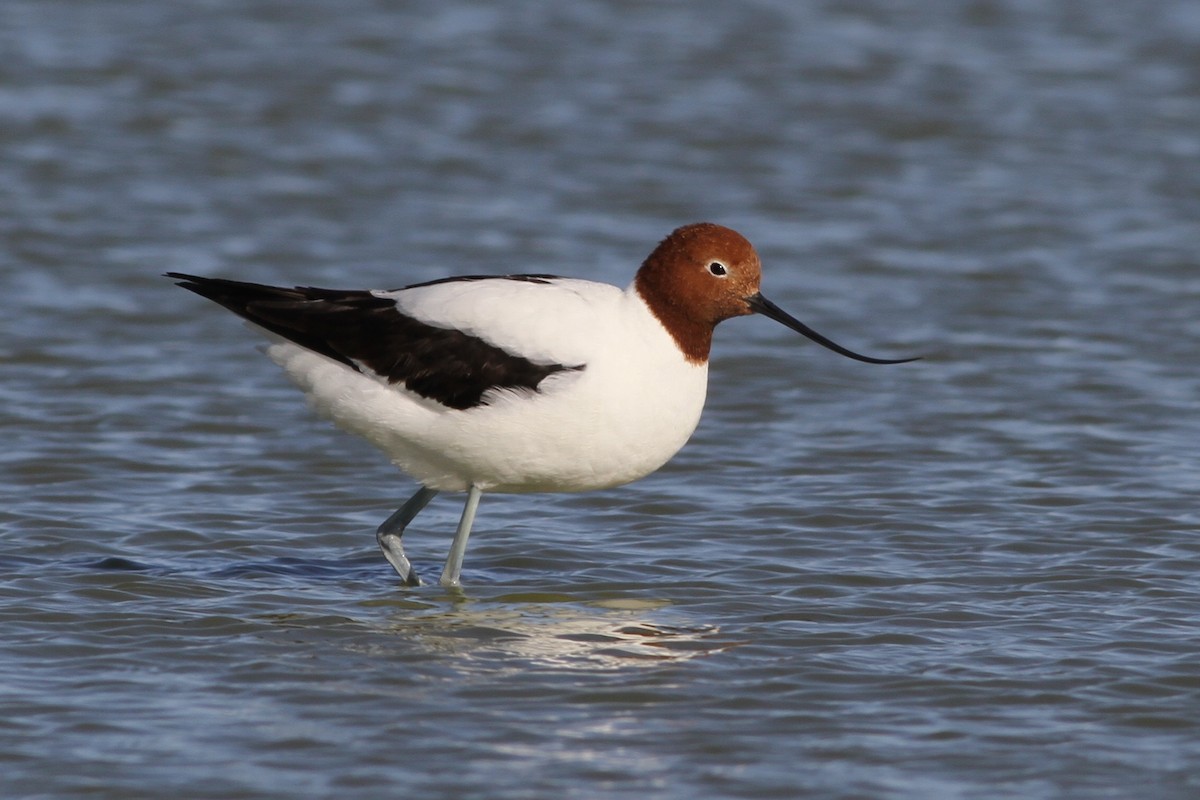 Red-necked Avocet - Chris Wiley