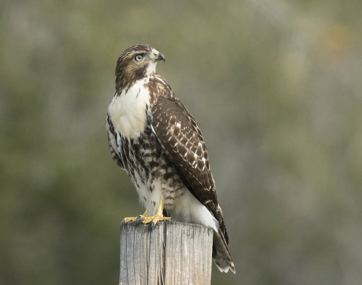 Red-tailed Hawk - ML113170761