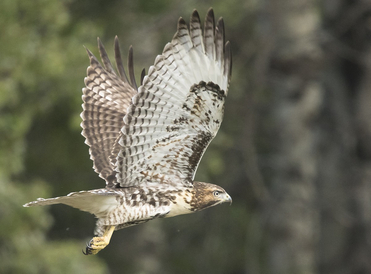 Red-tailed Hawk - ML113170781