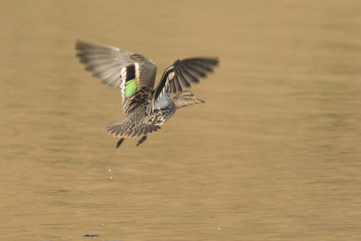 Green-winged Teal - ML113171481