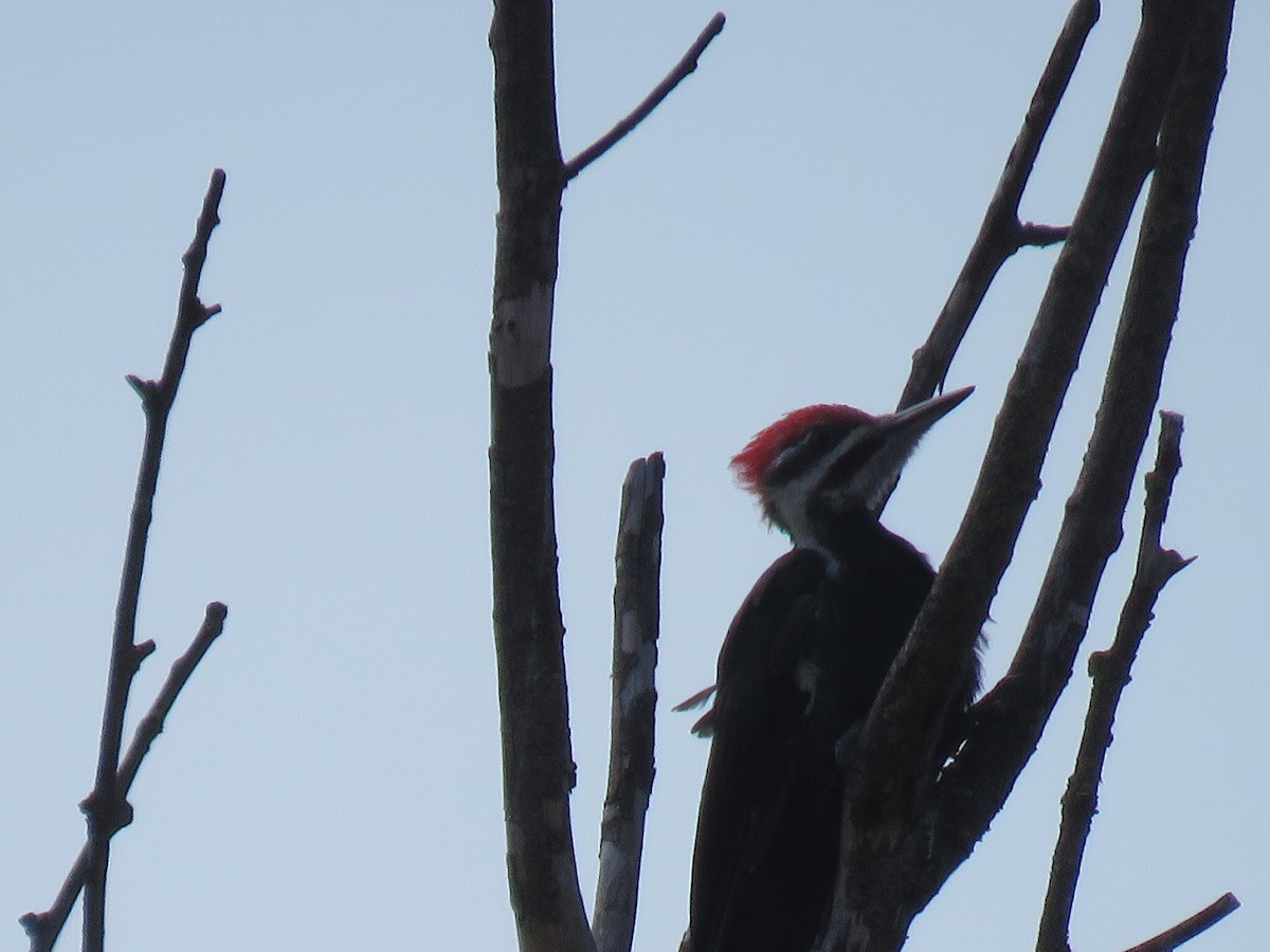 Pileated Woodpecker - Michael Conner