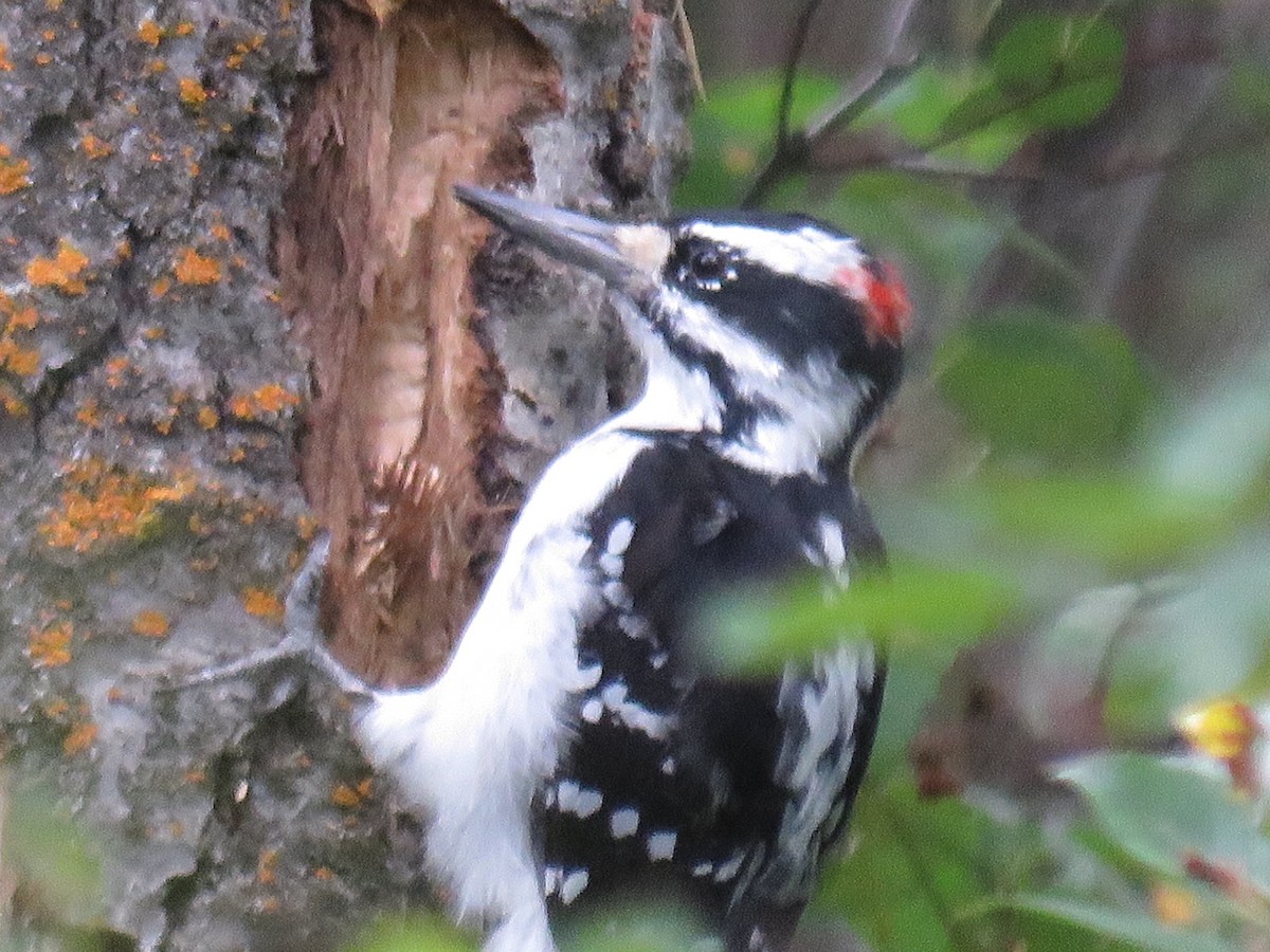 Hairy Woodpecker - RB Birder