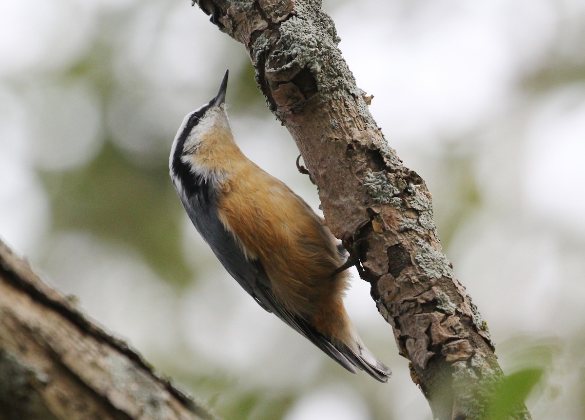 Red-breasted Nuthatch - ML113173861