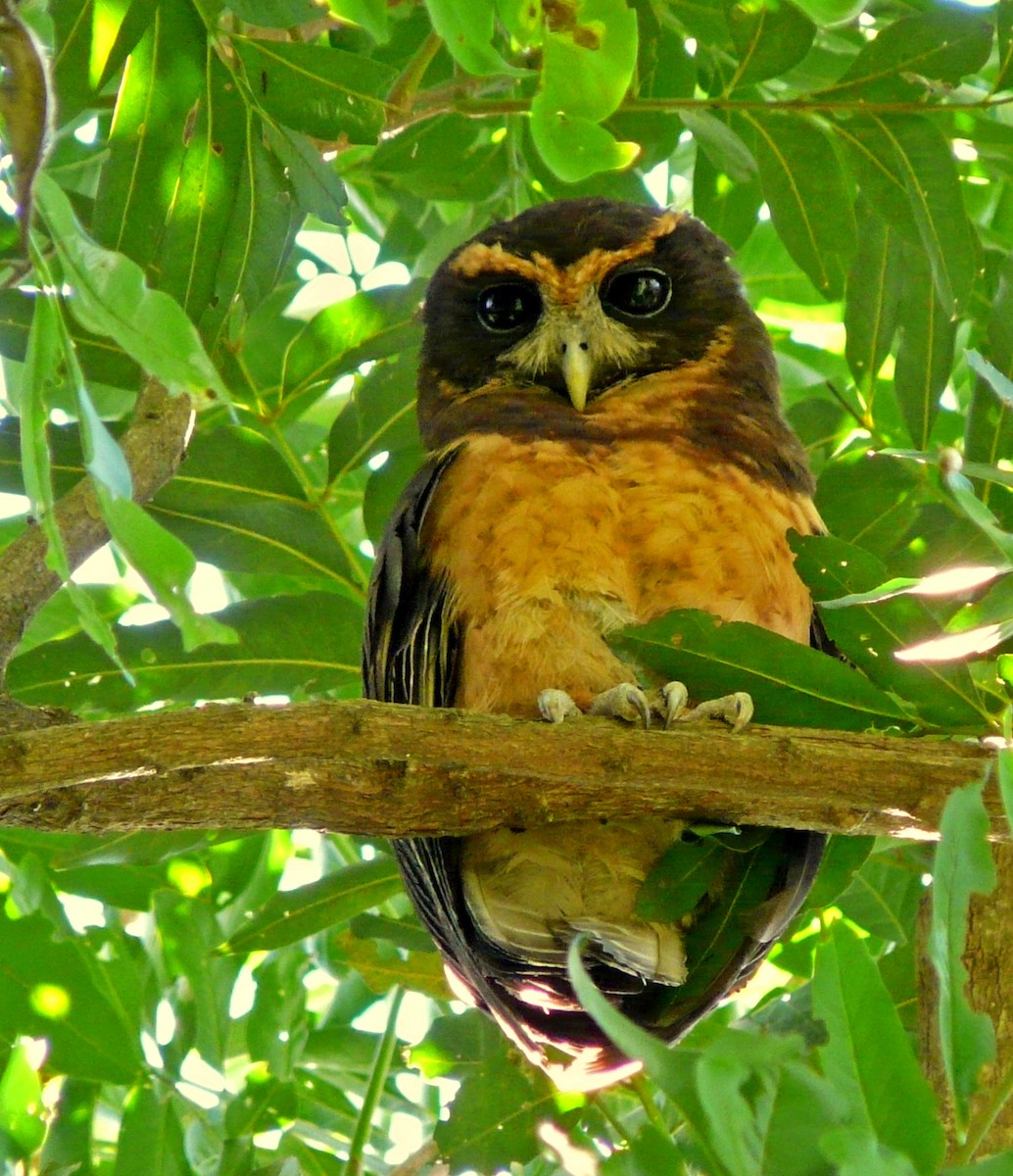 Tawny-browed Owl - Marcos Cenizo
