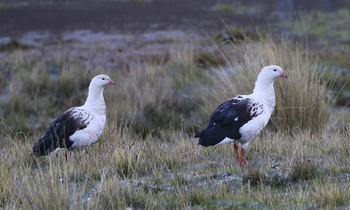 Andean Goose - ML113183741