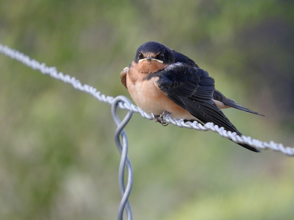 Barn Swallow - Mary Brown