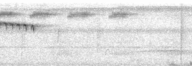 Пестрогорлый алапи (pyrrhonota) - ML113184