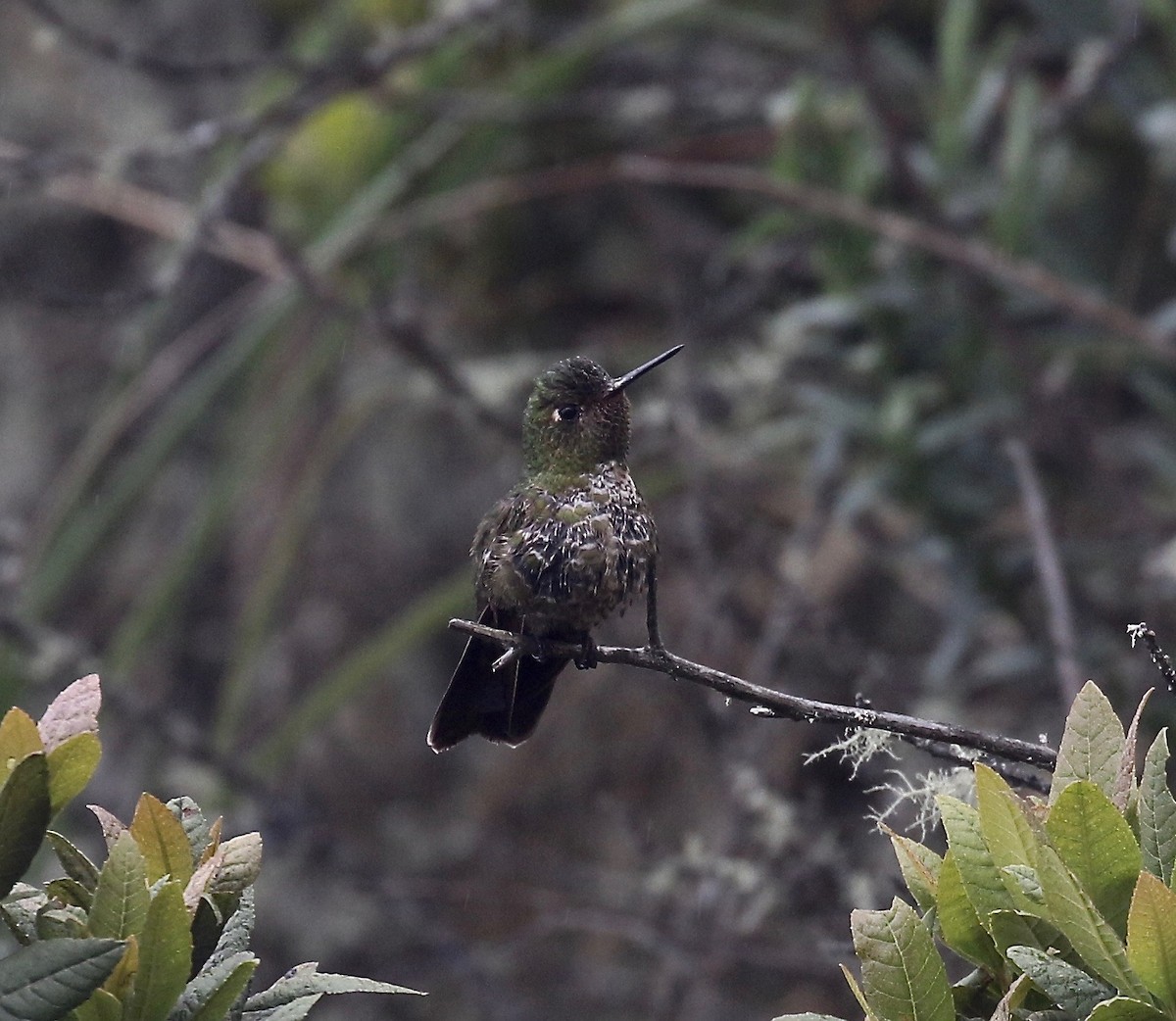 Scaled Metaltail - ML113185201