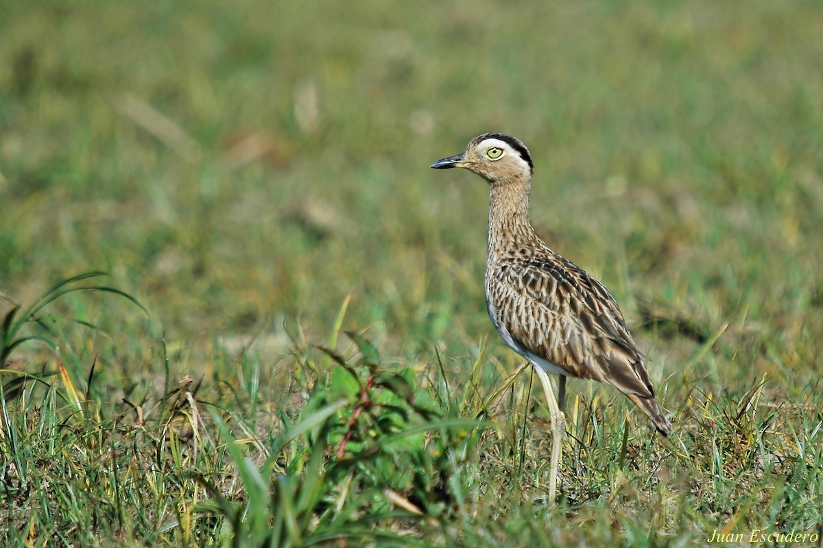 Double-striped Thick-knee - ML113186611