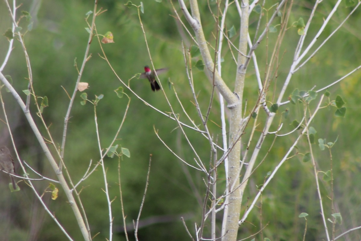 Broad-tailed Hummingbird - ML113189081