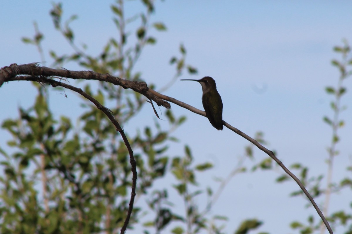 Broad-tailed Hummingbird - ML113189091