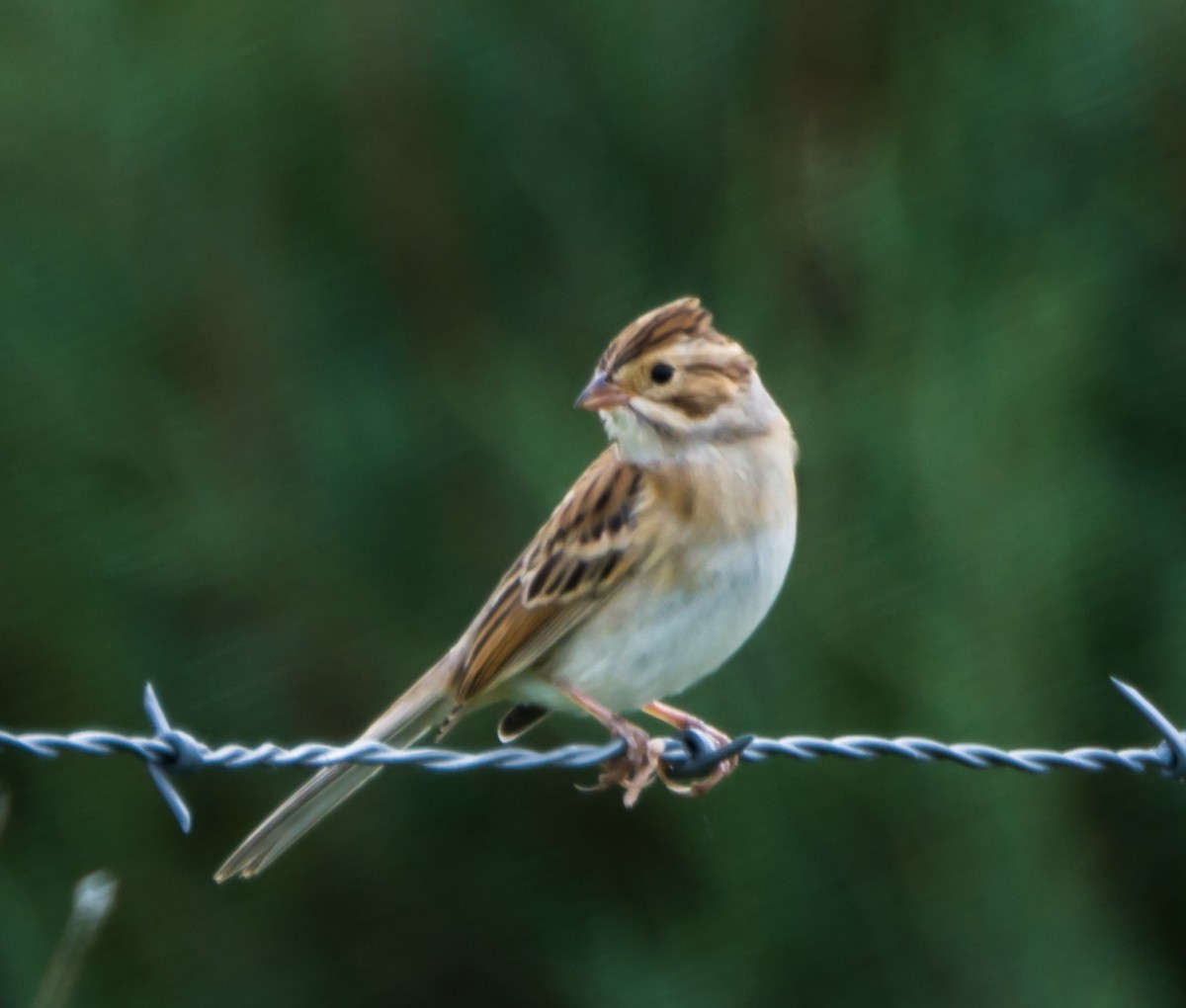 Clay-colored Sparrow - Jim Merritt