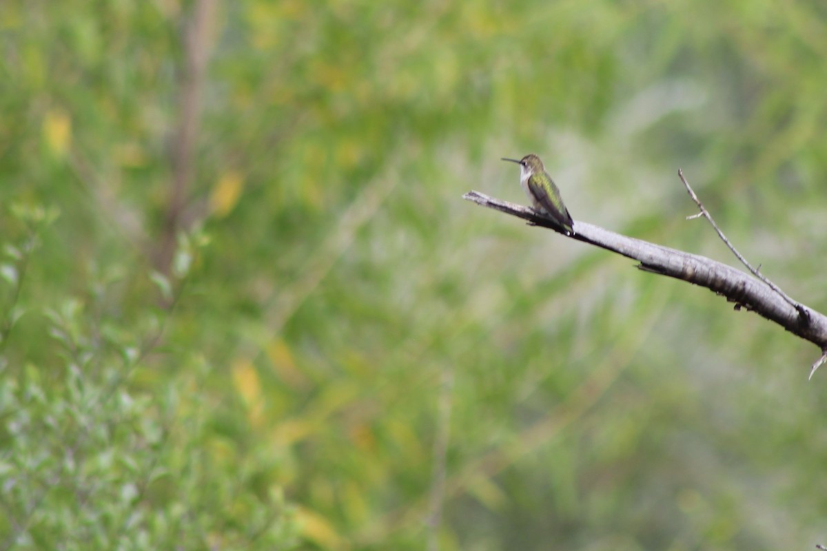 Broad-tailed Hummingbird - David Lerwill