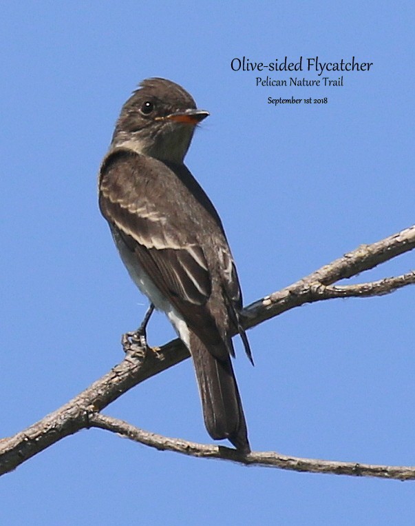 Olive-sided Flycatcher - Richard Brown