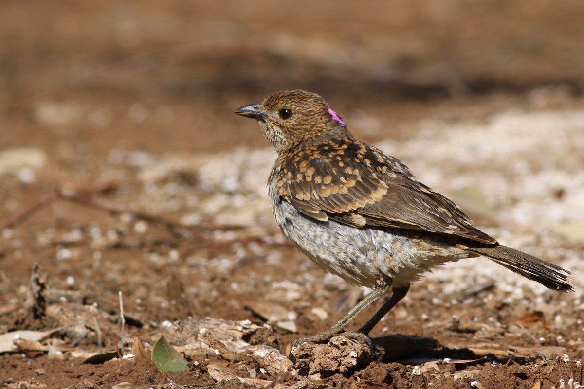 Spotted Bowerbird - Chris Wiley