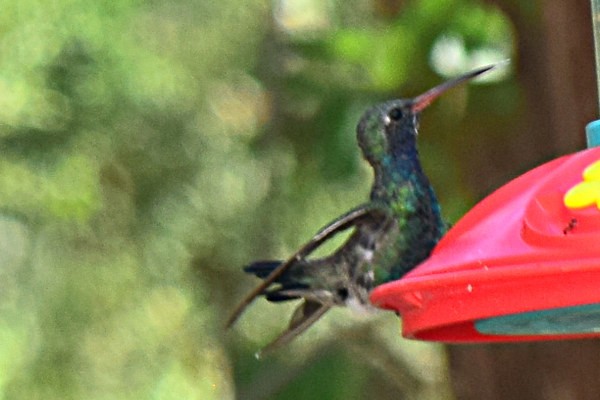 Broad-billed Hummingbird - Steve and Sue Whitmer