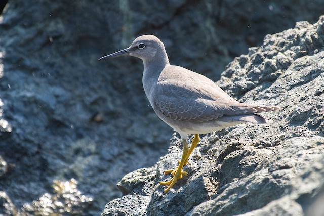 Wandering Tattler