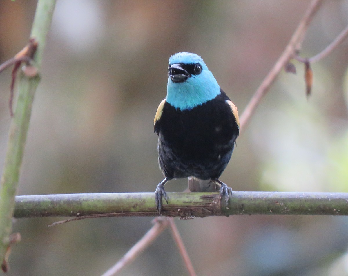 Blue-necked Tanager - ML113195241