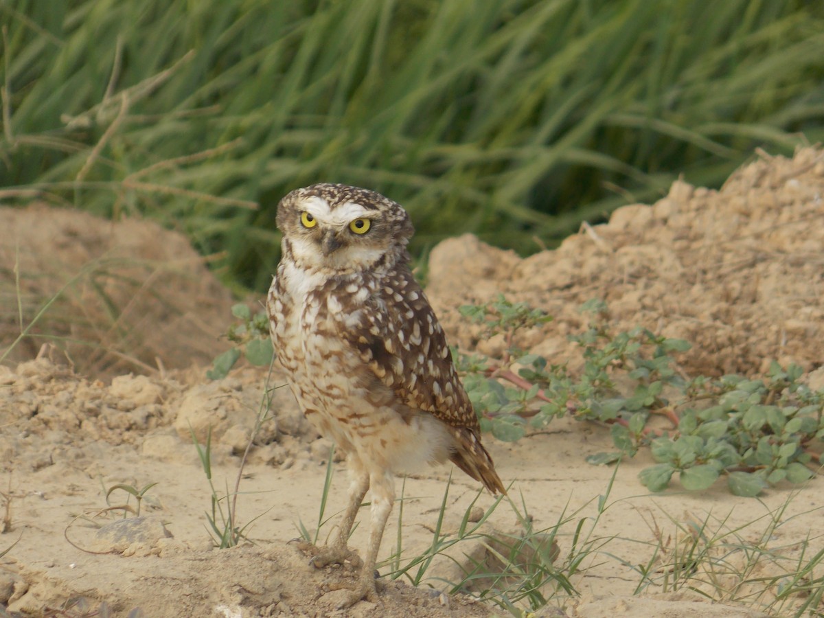 Burrowing Owl - ML113195891