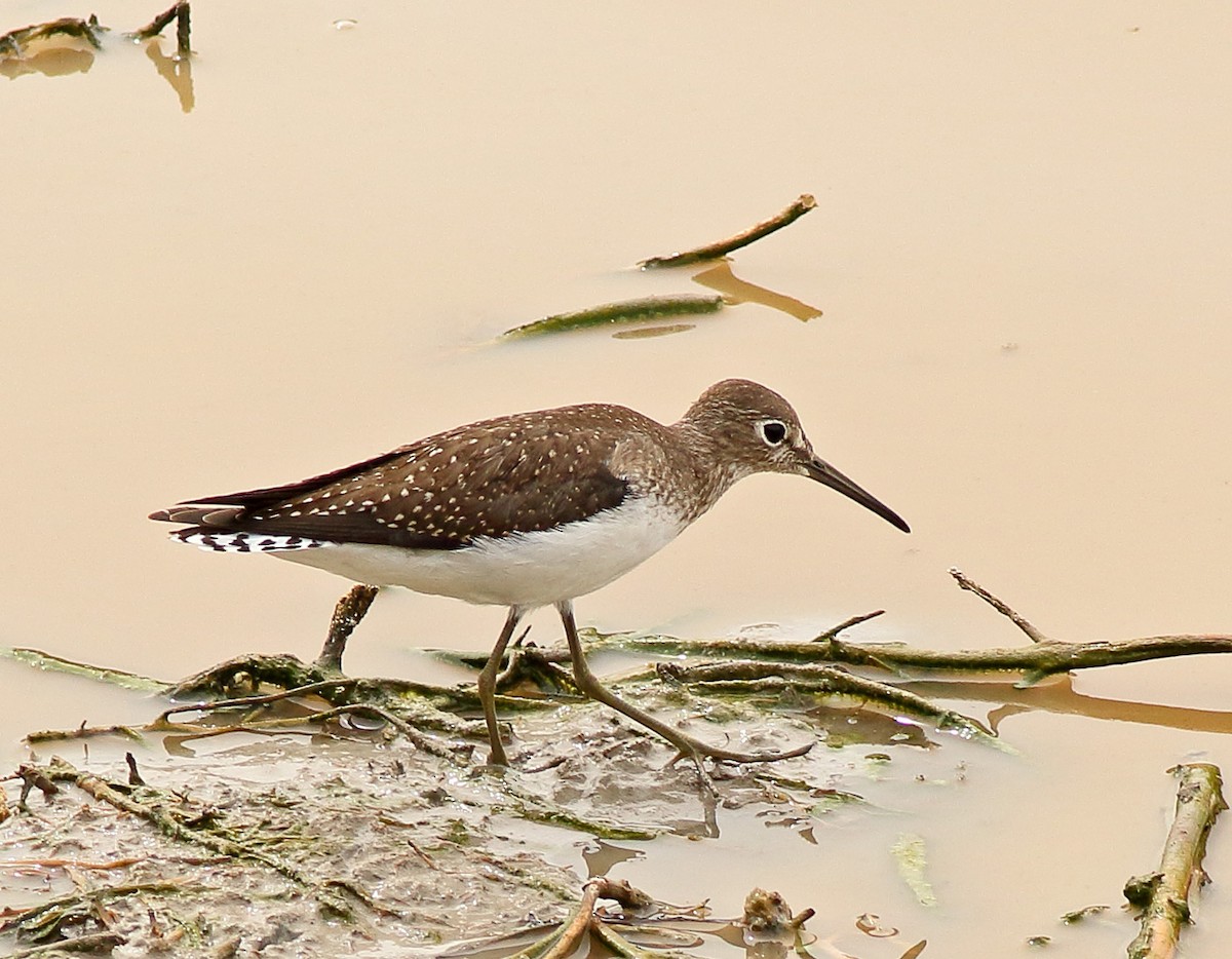 Solitary Sandpiper - Robb Hinds