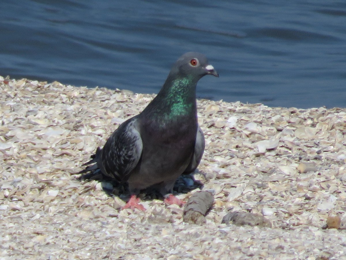 Rock Pigeon (Feral Pigeon) - Kent Forward