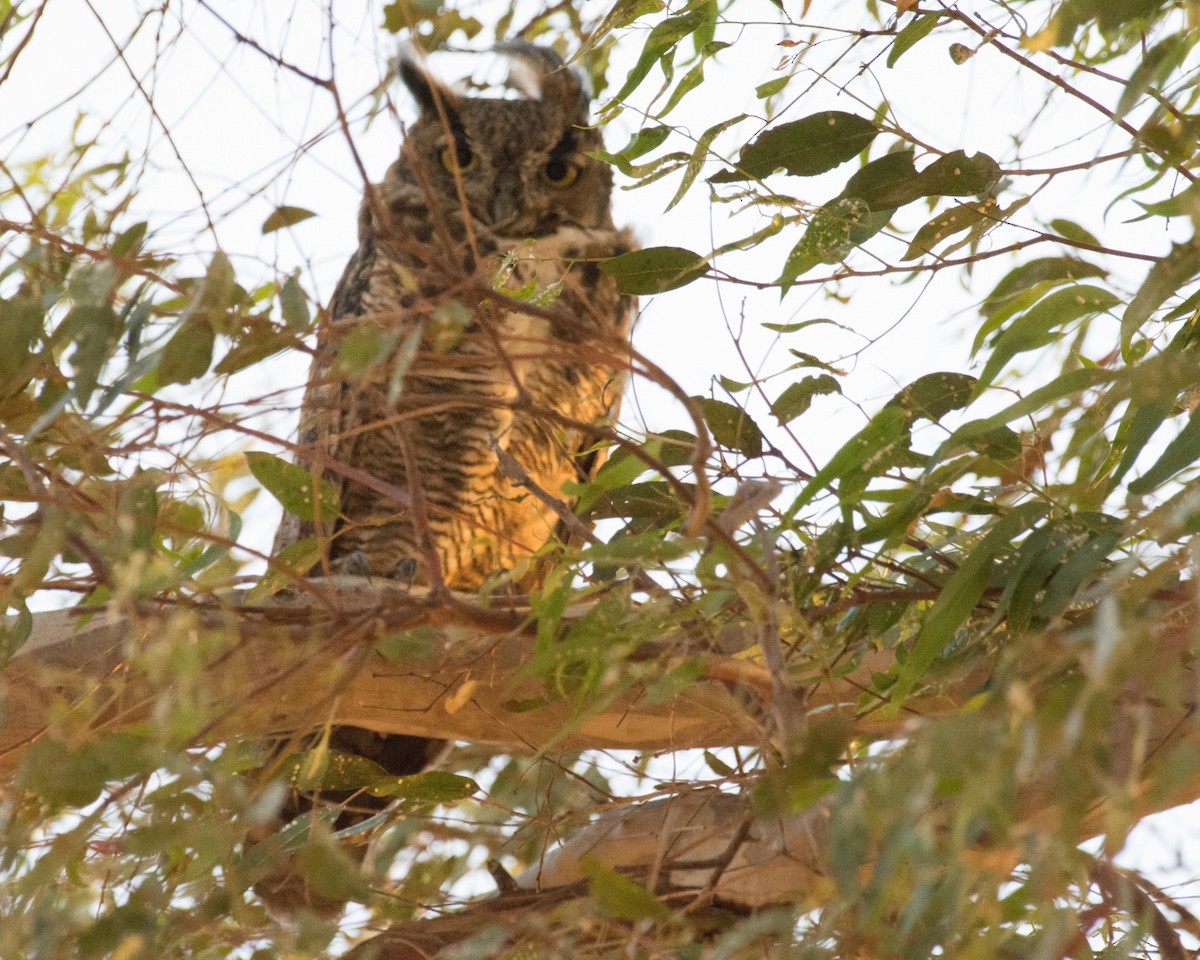 Great Horned Owl - ML113198931