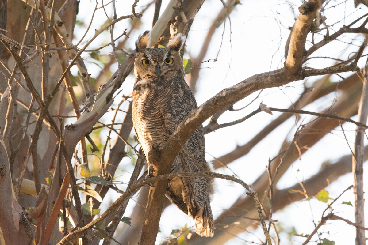 Great Horned Owl - ML113198961