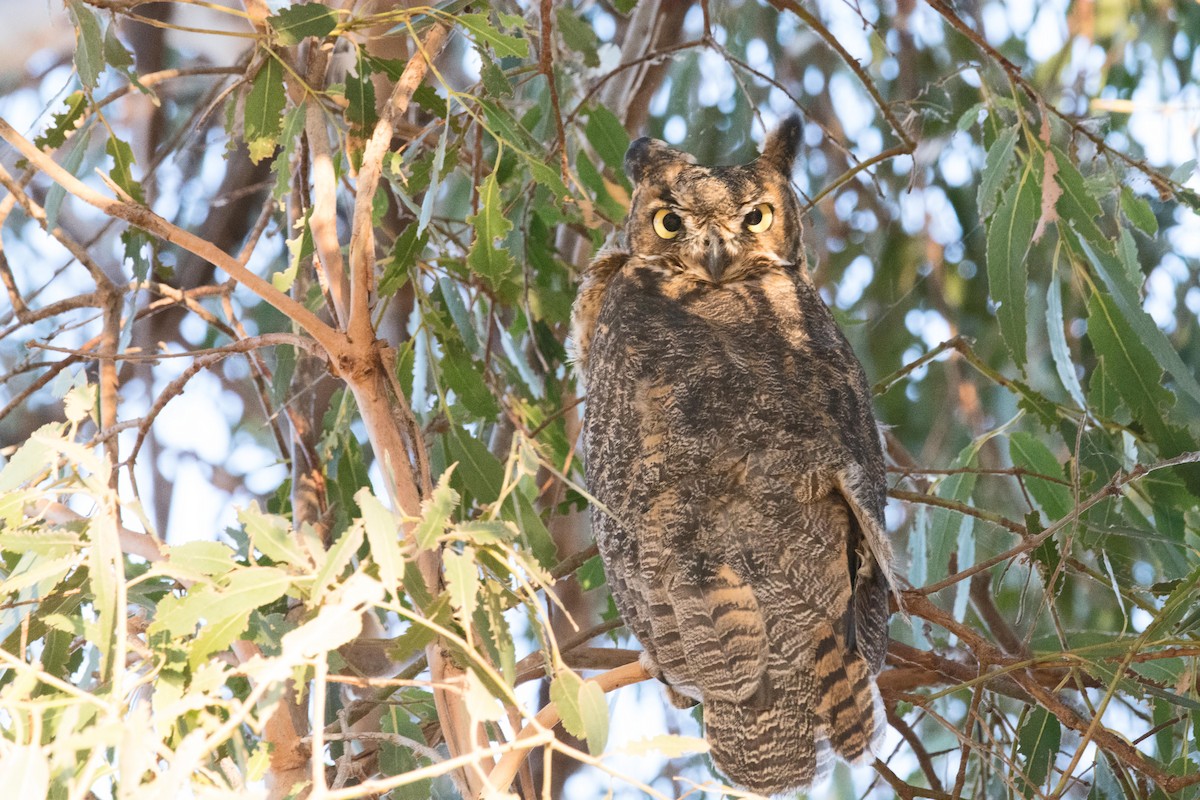 Great Horned Owl - ML113198971