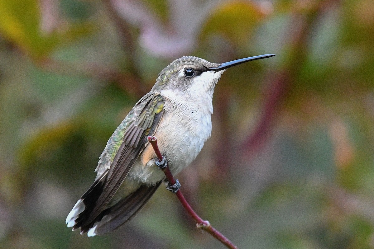 Ruby-throated Hummingbird - George Chiu