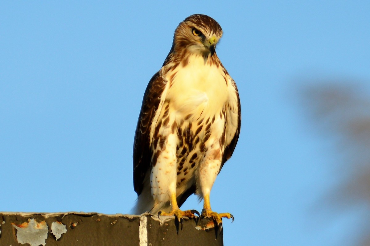 Red-tailed Hawk (borealis) - ML113200271