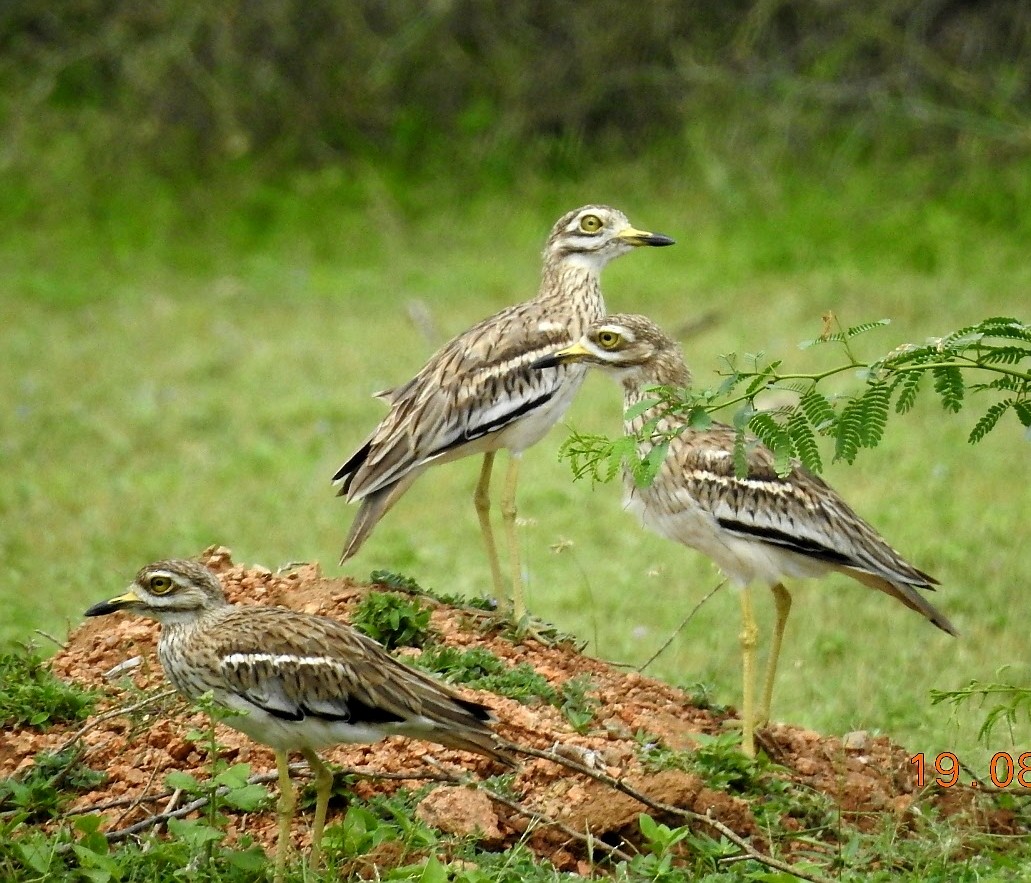 Indian Thick-knee - ML113202091