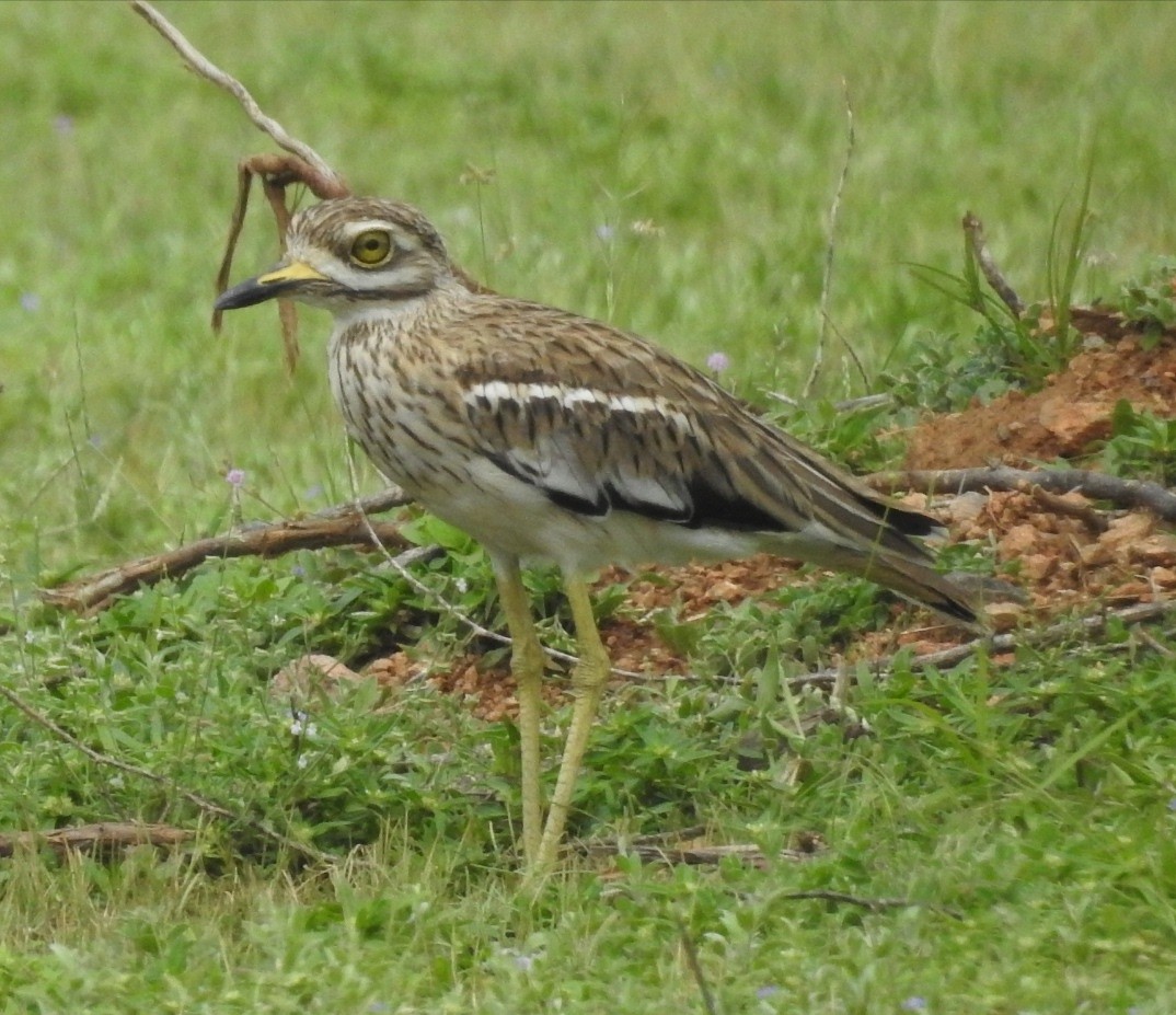 Indian Thick-knee - ML113202221