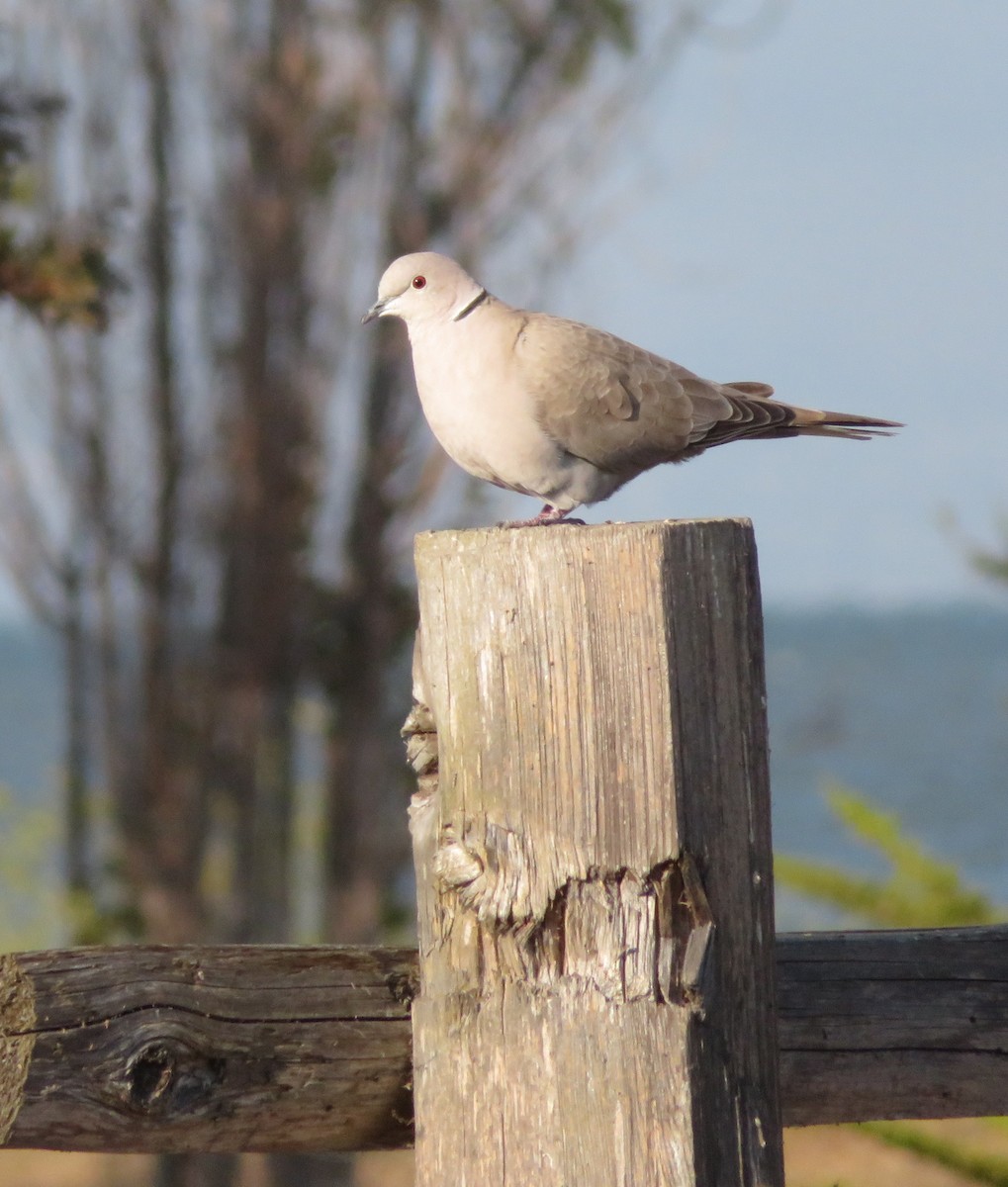 Eurasian Collared-Dove - Anonymous