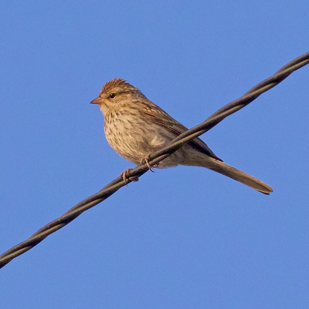 Chipping Sparrow - ML113204691
