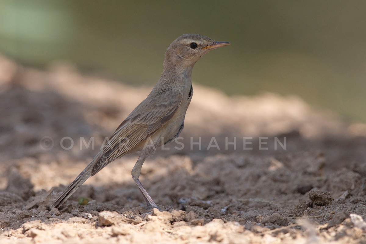 Booted Warbler - ML113209551
