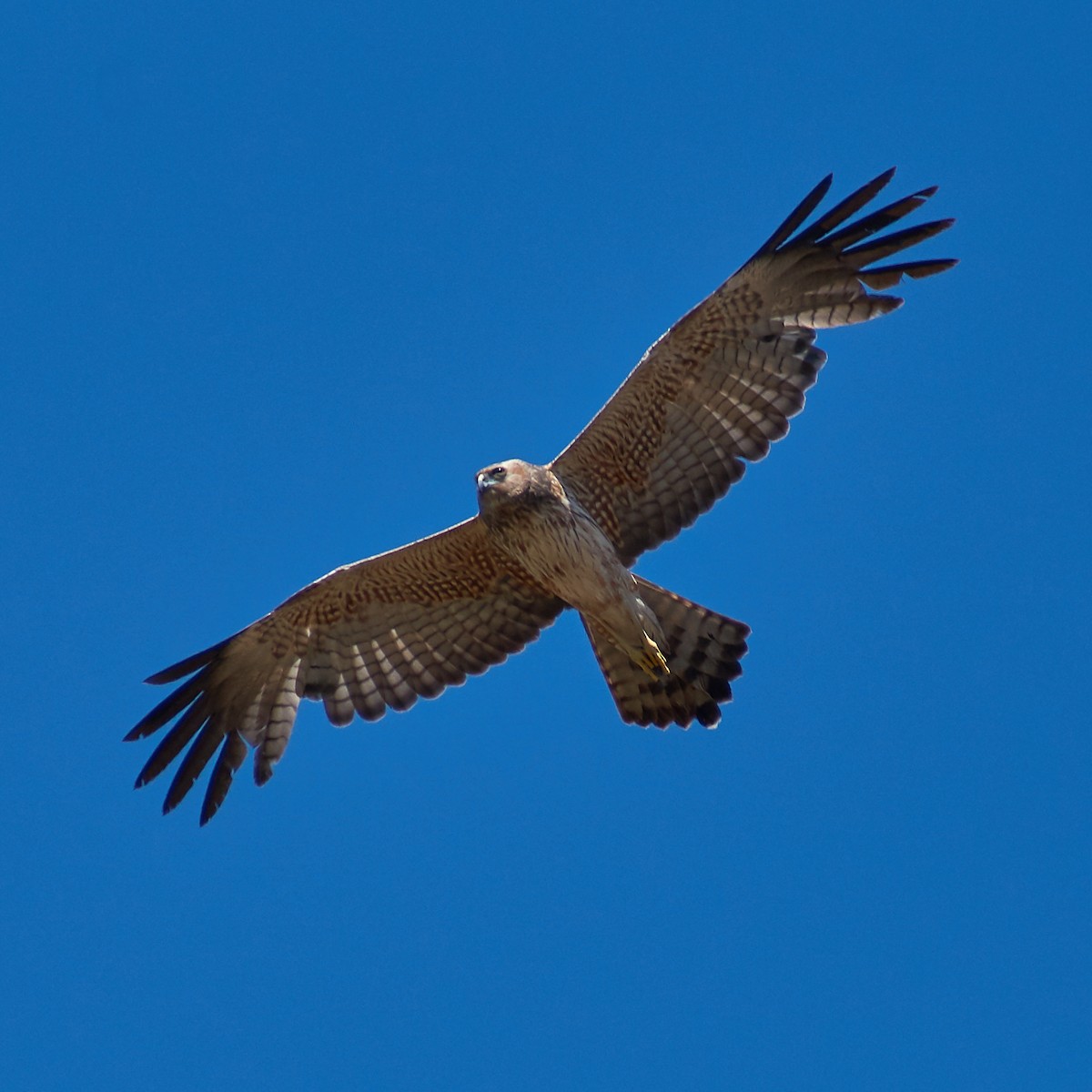 Spotted Harrier - Sara Young