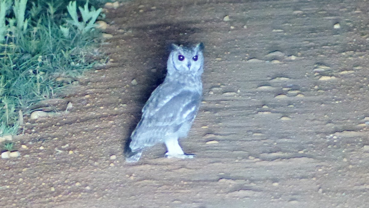 Grayish Eagle-Owl - ML113210281