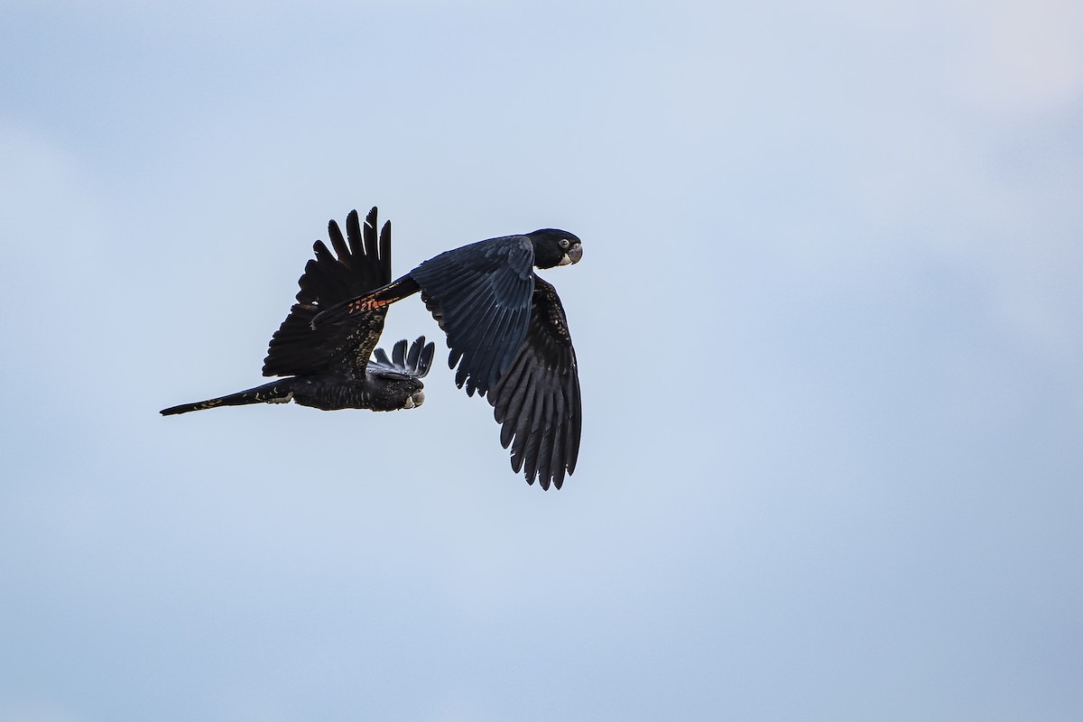 Red-tailed Black-Cockatoo - ML113210431