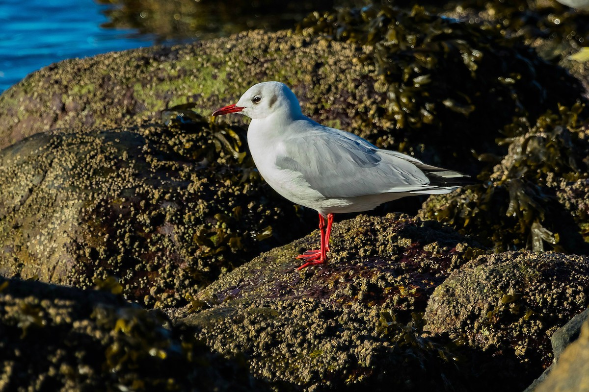 Mouette rieuse - ML113213171