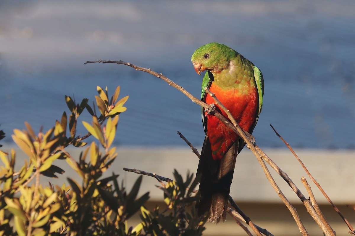 Australian King-Parrot - Rick Franks