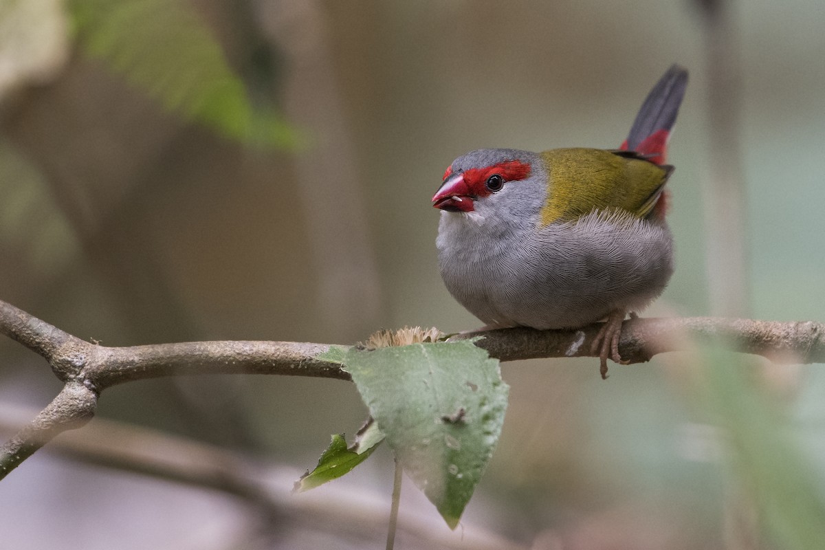 Red-browed Firetail - ML113216721