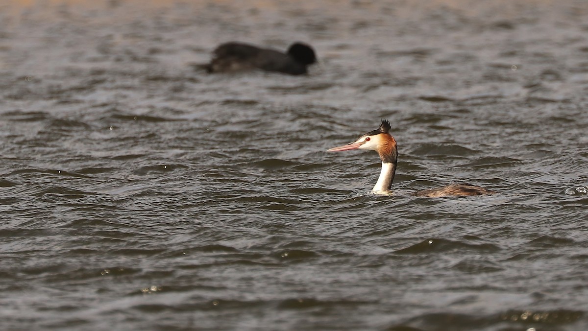 Great Crested Grebe - ML113220461
