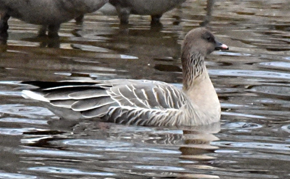 Pink-footed Goose - David Provencher