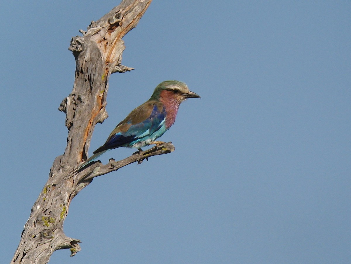 Lilac-breasted Roller - ML113223891