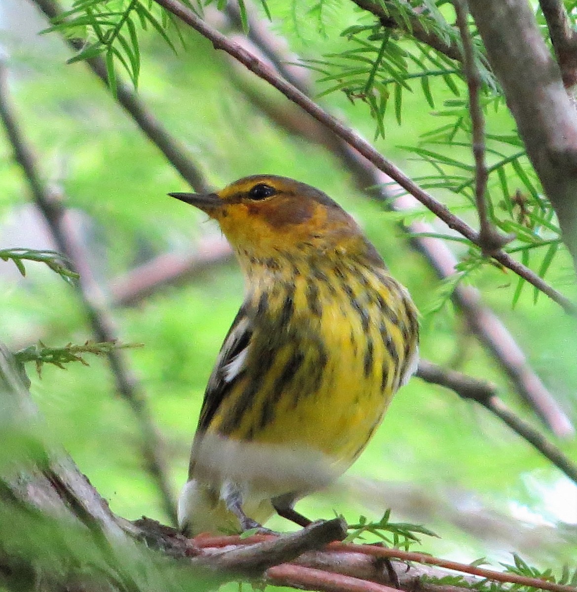 Cape May Warbler - Amy Didion