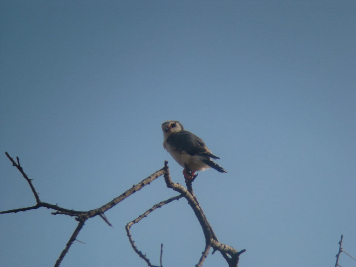 Pygmy Falcon - Raimund Barth
